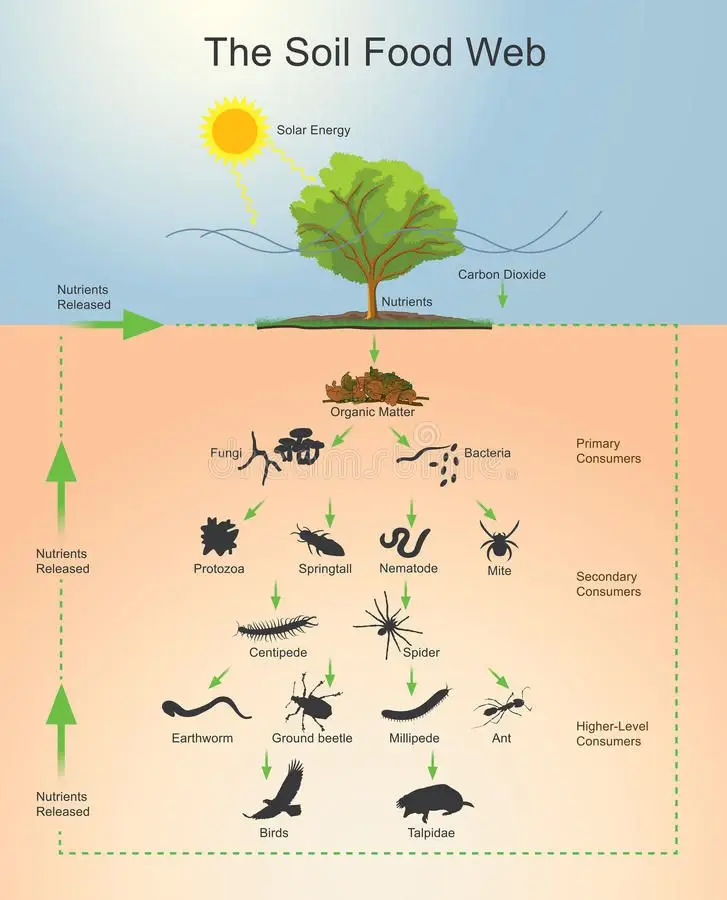 image showing different organisms