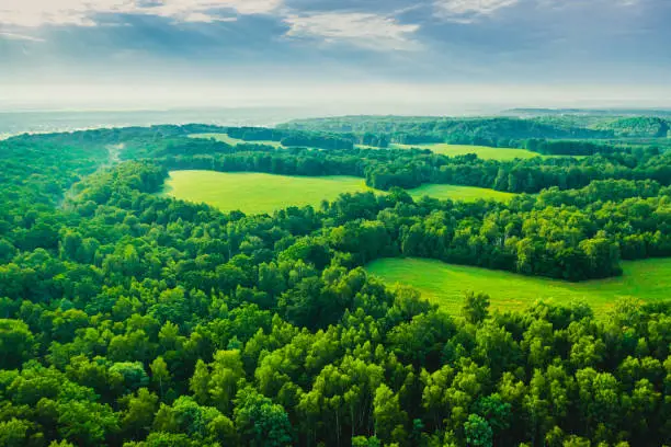 image showing the green vegetation