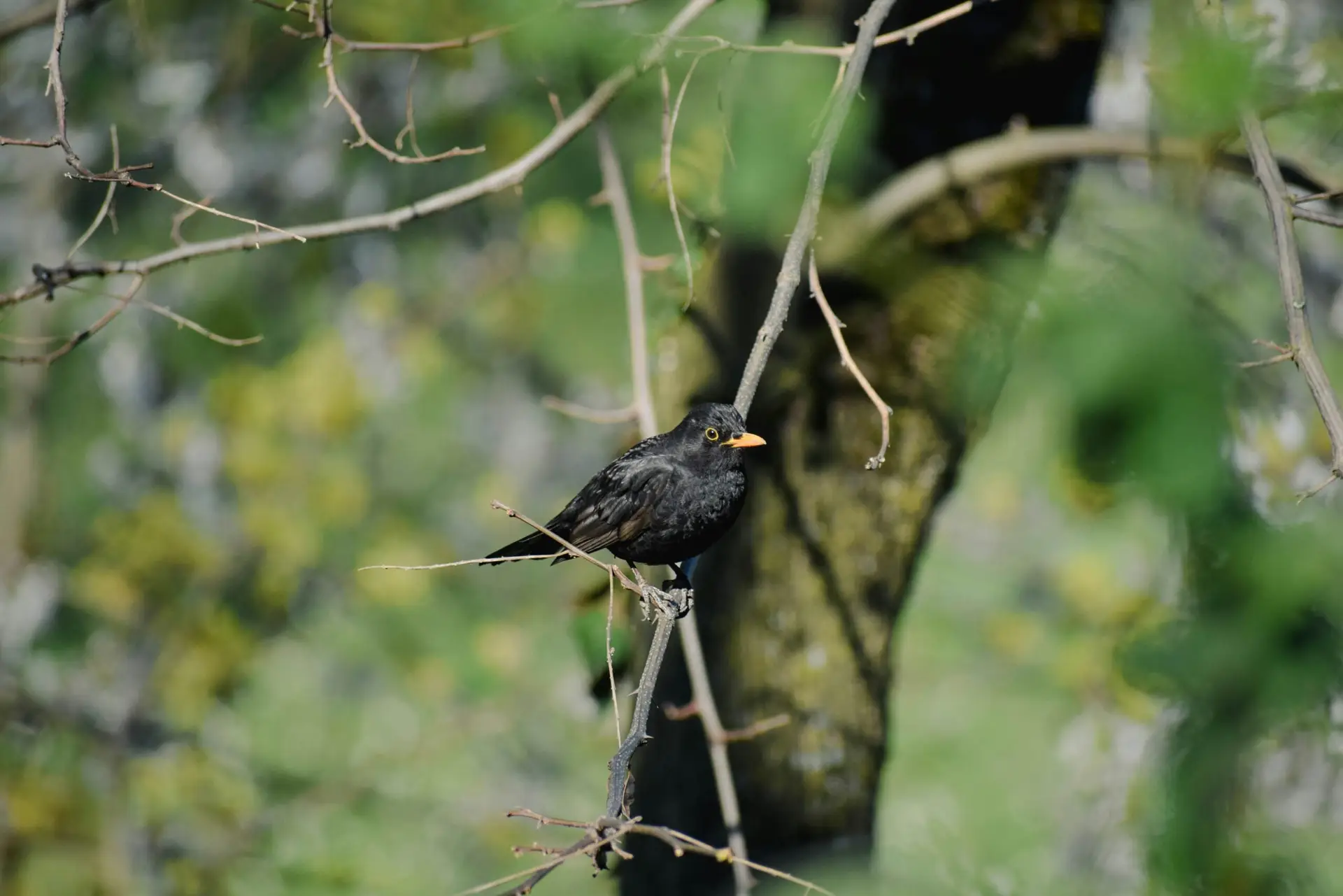 image showing a bird