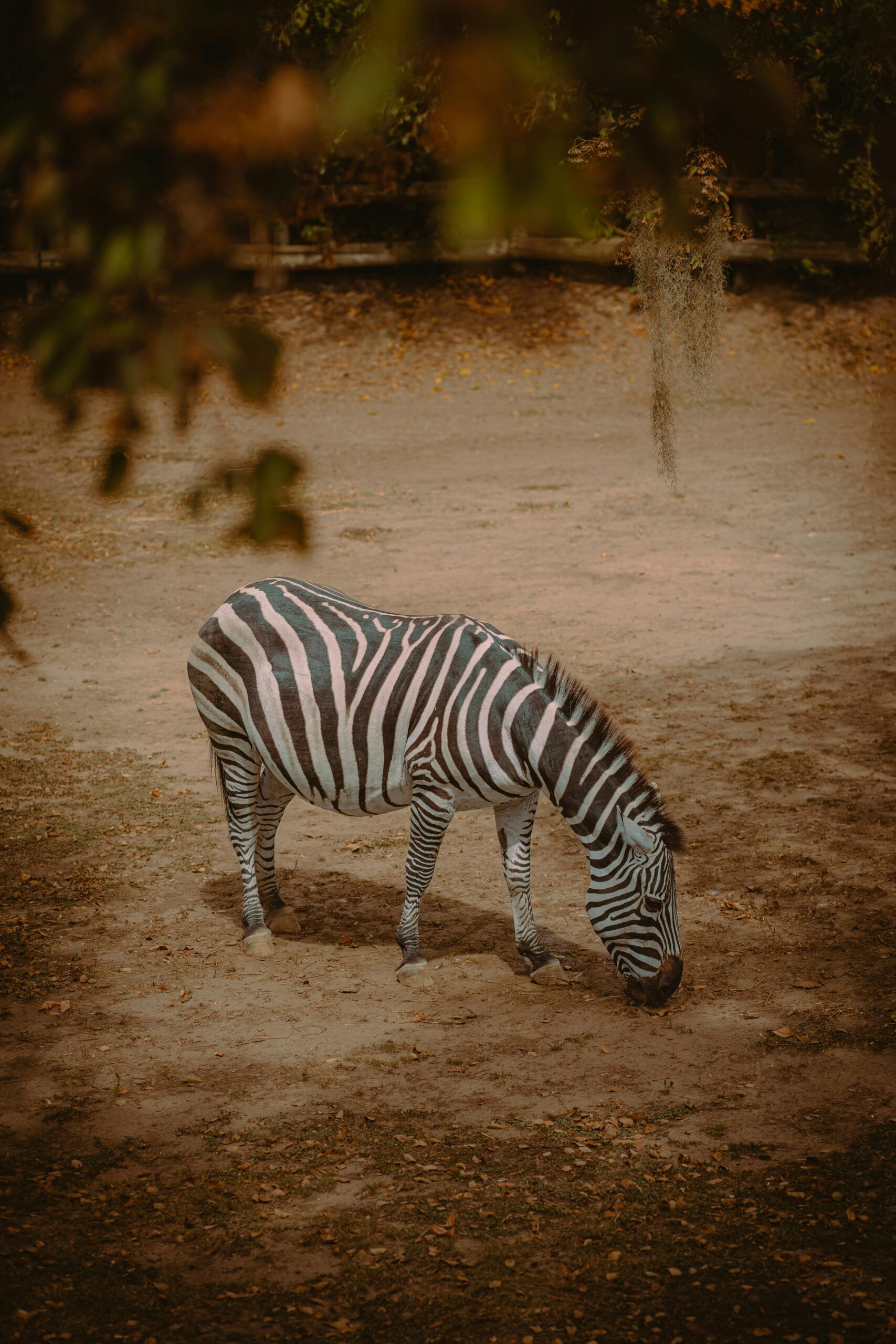 image showing a zebrah